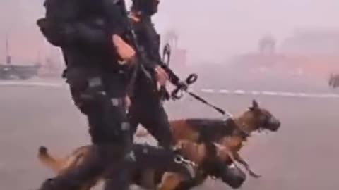 INDIAN ARMY DOGS TRAINING KAISE DIYA JATA HAI 🔥🙄