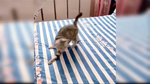 😀😀Funny Cat 💃 😄😄 Dance Video 😃😃