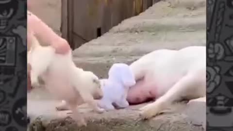 Cute Babies