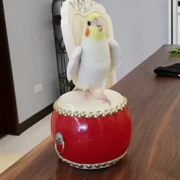 World bird video funny