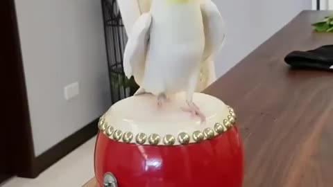 World bird video funny