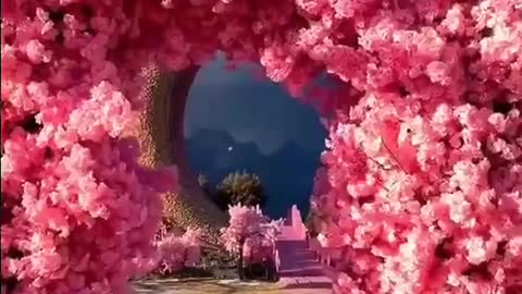 Cherry Blossoms