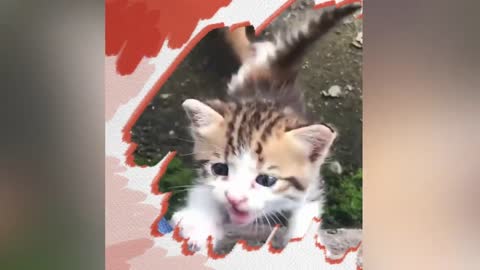 Baby Cats injury - Cute and Funny Cat Videos Compilation | Funny Cats 😹 Dogs