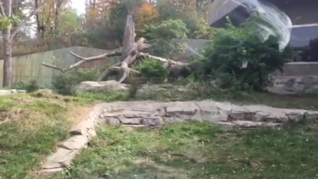 Omaha Zoo - Gorilla Fight "Where's the Zookeepers"