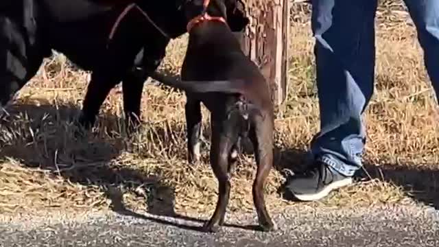 #4 Chocolate/white male #15 black male lab January 2022