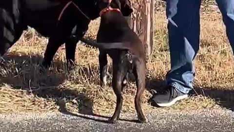 #4 Chocolate/white male #15 black male lab January 2022