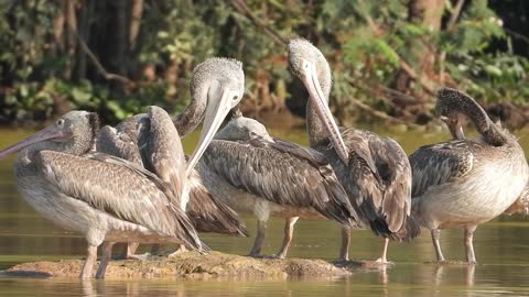 Tropical BirdS In Cambodia