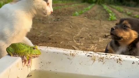 Dog Fight with Cat