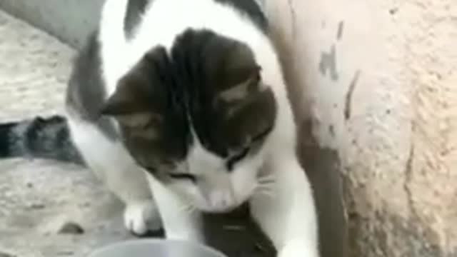 Cat and rat funny video 🤣