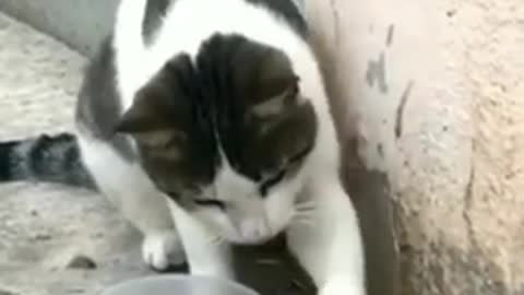 Cat and rat funny video 🤣