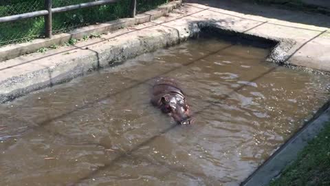 A hippo emerges from the water and yawns.