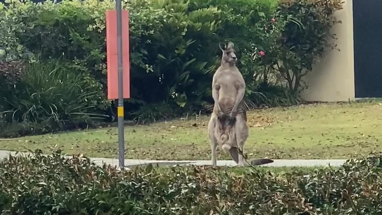 Kangaroo Waits For The Kangaroo Bus