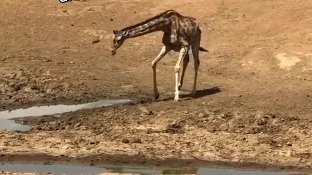 Baby giraffe takes a tumble after having a drink of water