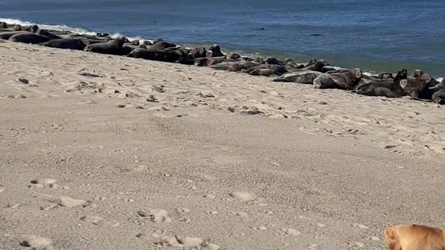 Illegals on Outer Cape