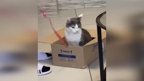 funny cat videos