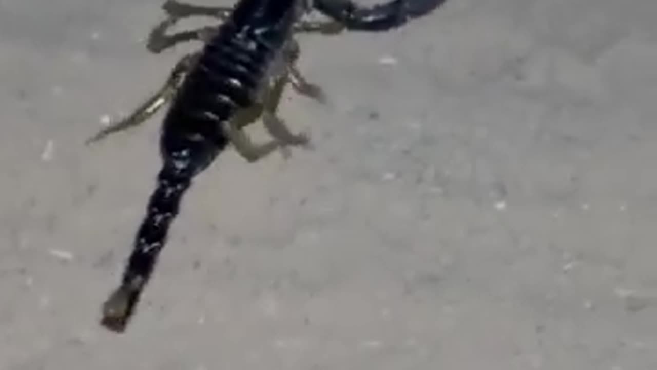 IndianBlackScorpion