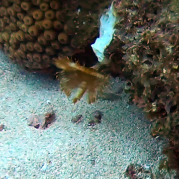 Feather Duster Tube worm caught on camera at Roatan!