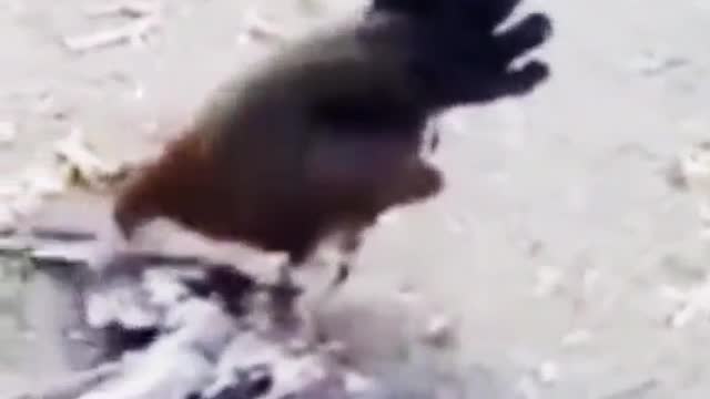 cock and eagle fight