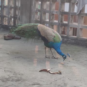 Peacock