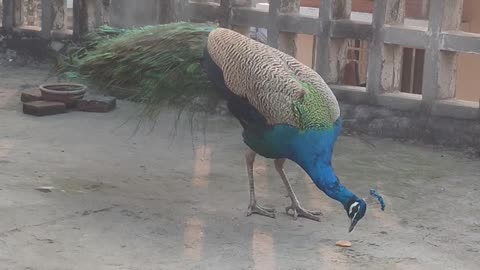 Peacock