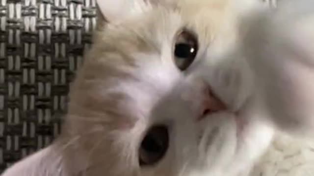 이 귀여운 강아지!