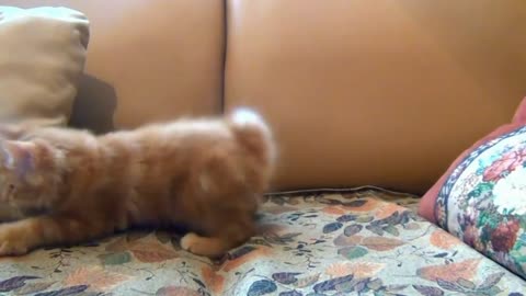 Funny cat #1