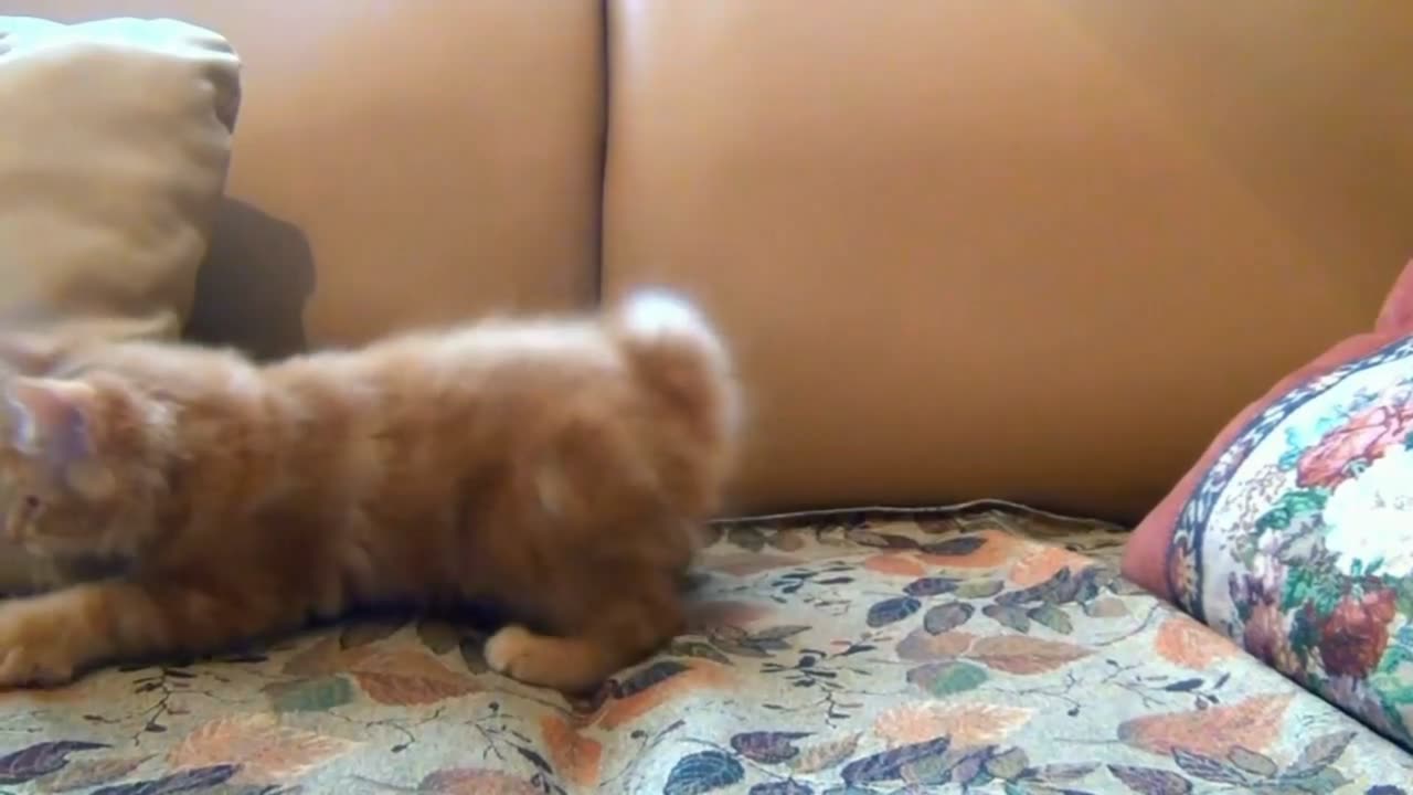 Funny cat #1