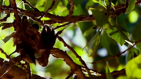 Bear thieves steal the fruits hidden by woodbirds and sabotage them can be called