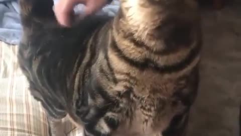 Petting the cat from a sensitive place