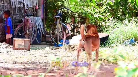 Best Prank Collection Top 15 - Fake Lion Prank Real Dog Super Funny - Try Not To Laugh Challenge