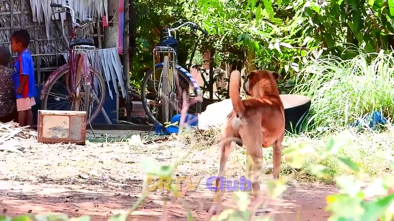 Best Prank Collection Top 15 - Fake Lion Prank Real Dog Super Funny - Try Not To Laugh Challenge