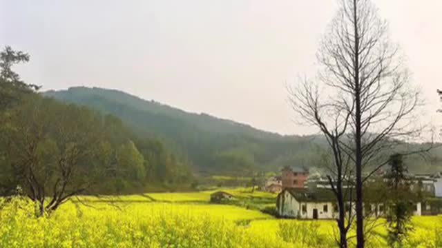 Beautiful rural green onion oil flowers