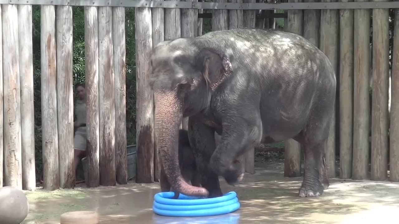 funniest Fort Worth Zoo's Baby Elephant Plays in Pool