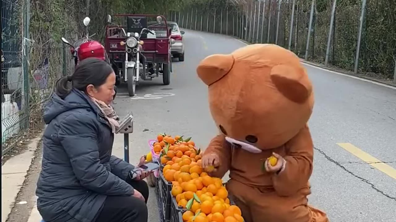 Bear funny video