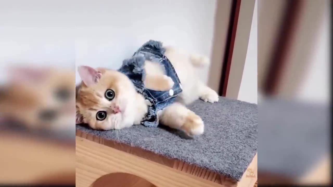 THIS BABY CATS SO ADORABLE!