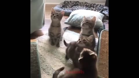 So many cute kittens videos compilation