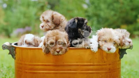 Puppies in the copper bucket