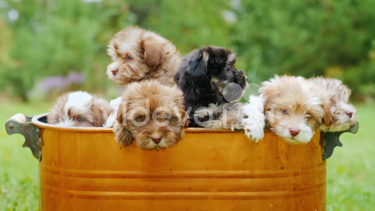 Puppies in the copper bucket