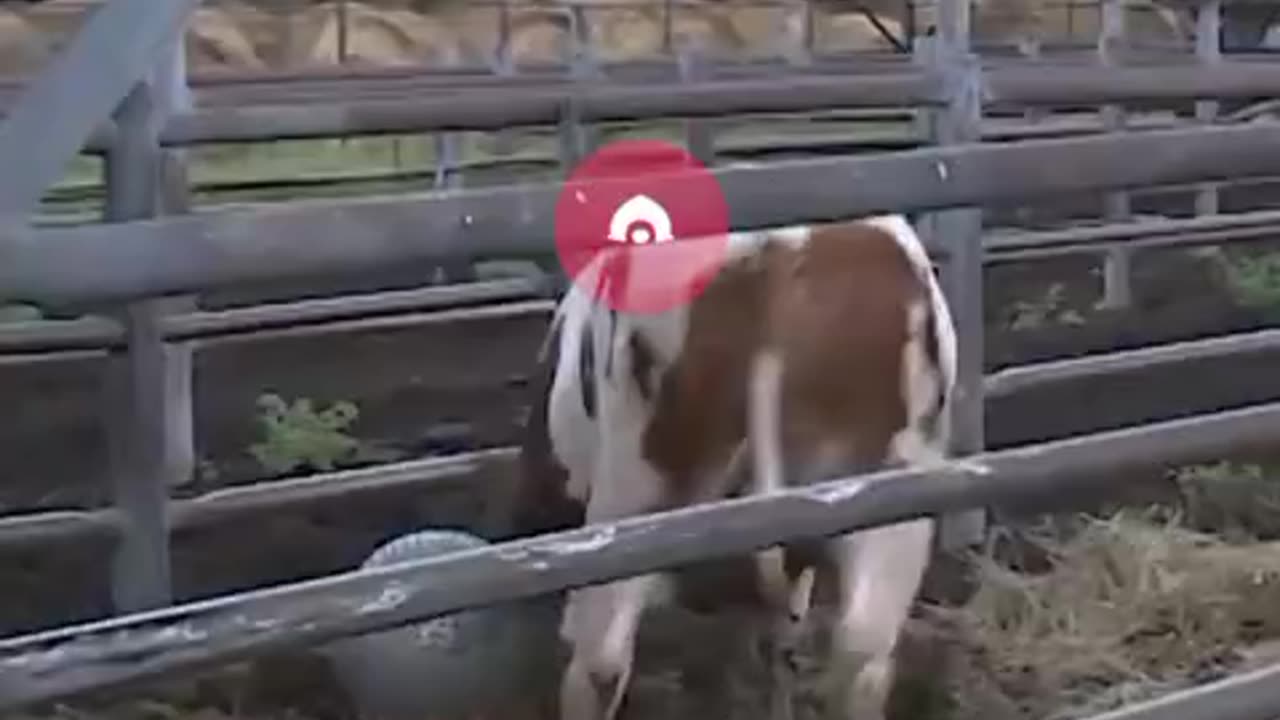 Cow has more football ambition than some of the best paid players