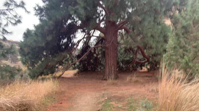 Central Oregon – Smith Rock State Park – Hiking Beneath the Famous Lone Wolf Tree – 4K