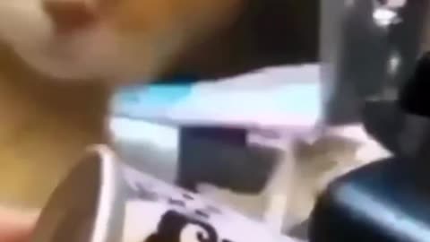 Funny cats