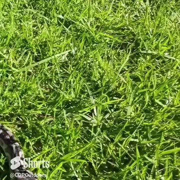 Byford the West Coast Python 2