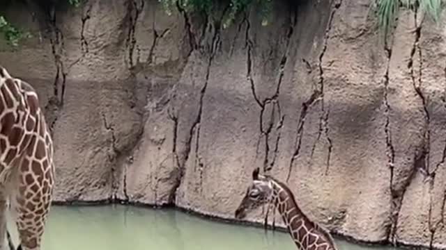 For comparison, this giraffe has a very long neck