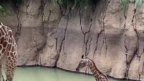 For comparison, this giraffe has a very long neck