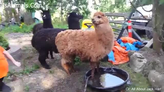 Interesting Videos compilation for Fun