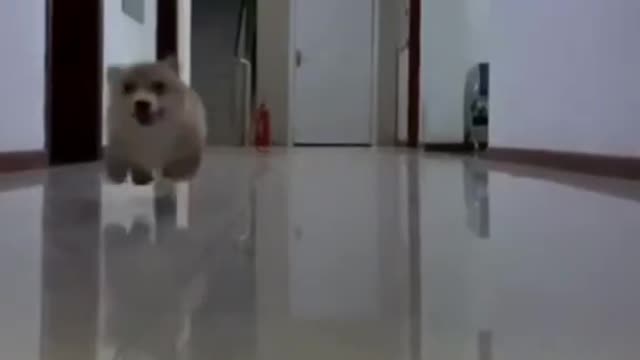 A funny dog running and jumping