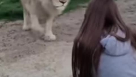 Lion and girl friendship 😍
