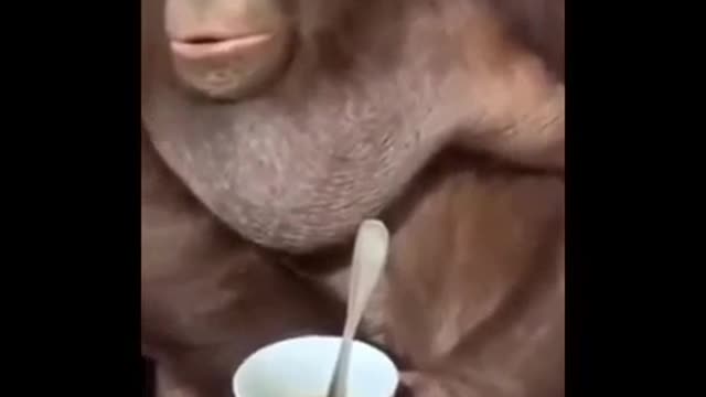 JOKES WITH ANIMALS. The monkey is drinking tea.