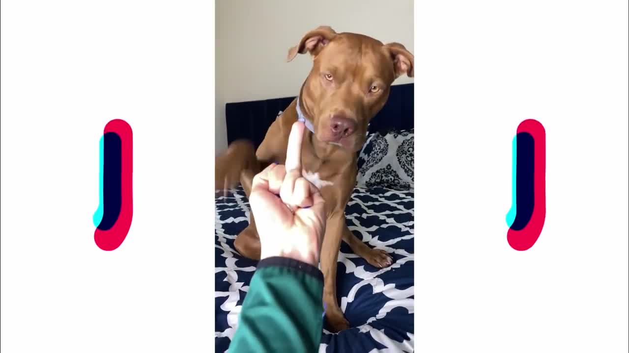 Best Pitbull Dog Compilations