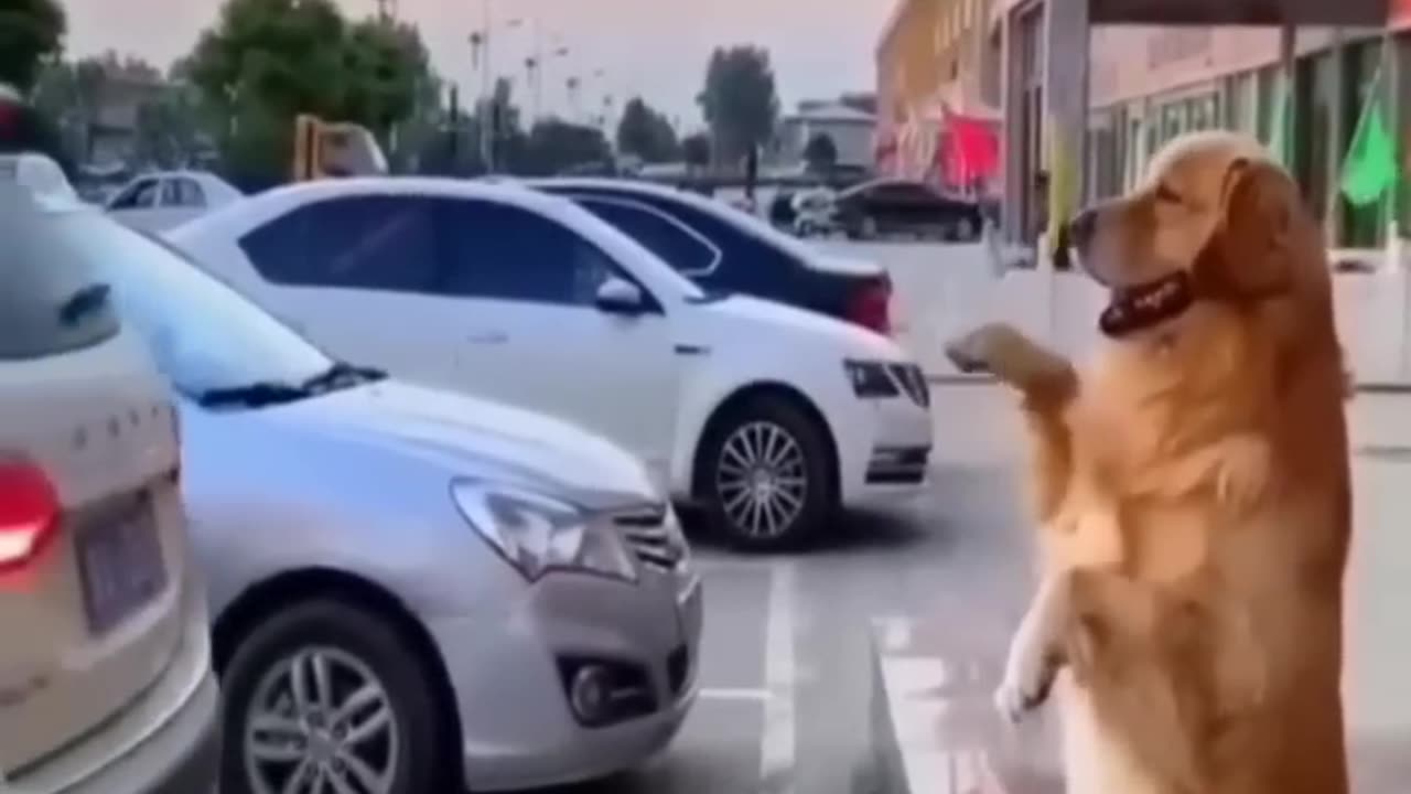 Try Not To Laugh Challenge π Funny Cats and Dogs 2023 πΊπΆ.